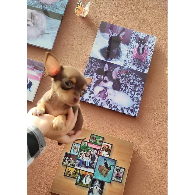 Perritos Cachorritos Chihuahua Chihuagua Chihuahueños