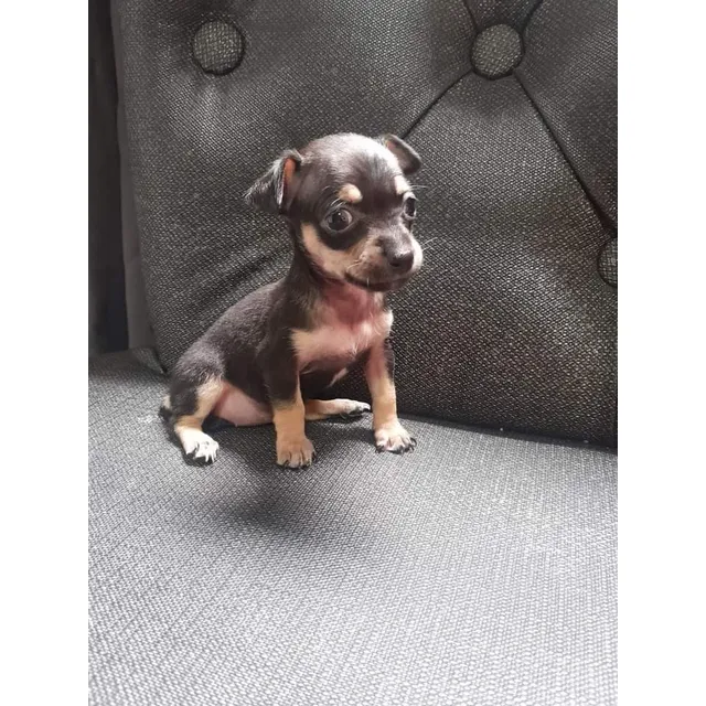 Pincher