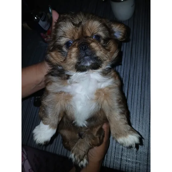 Shih Tzu Macho De Pelaje Marron
