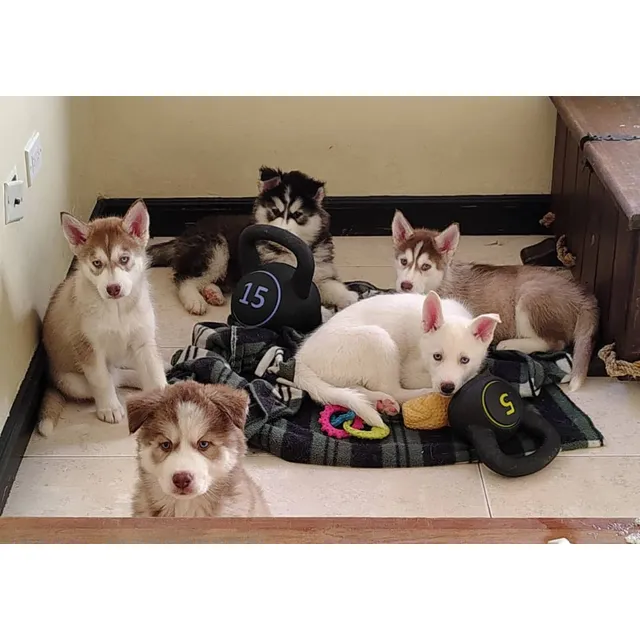 Cachorros Husky Lobo Siberiano