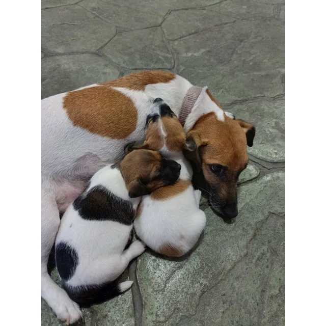 Vendo Preciosas Cachorras Jack Russell