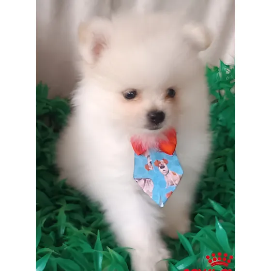 Spitz Alemão Macho Com Pedigree - Pelagem Longa 2 Meses