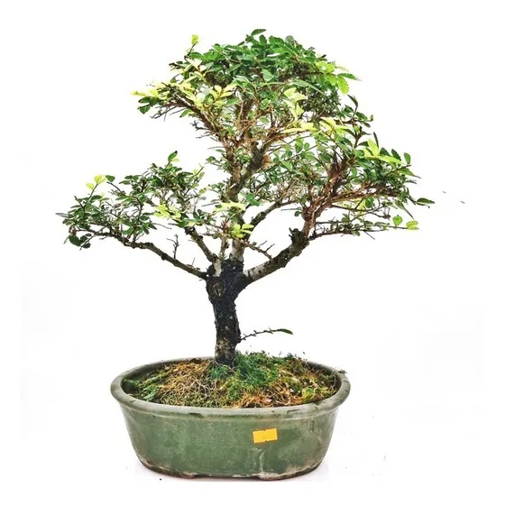 Bonsai Olmo Chino 18 Años 35cm En Maceta Esmaltada Nº6
