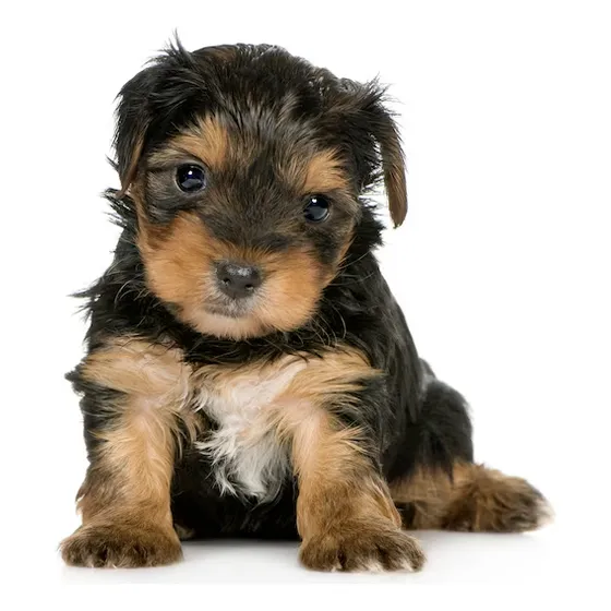 Filhote Fêmea De Yorkshire Com Pedigree