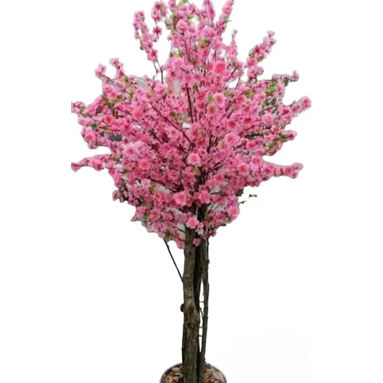 Cerezo Sakura Japonés - Árbol 1.20m Exterior