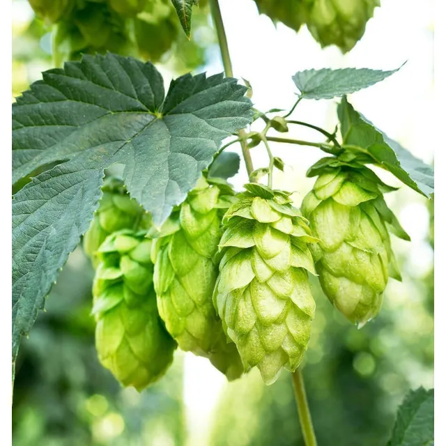 Semillas De Lúpulo Humulus Lupulus Ideal Cerveza Oferta