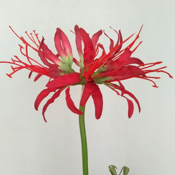 Simulación: Manzhushahua Silk Pseudo Lycoris Bouquet Diy