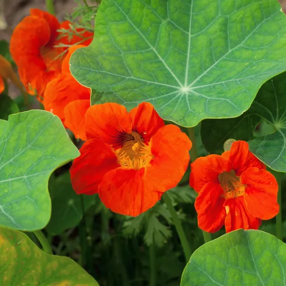 Outsidepride Nasturtium Color Naranja Anaranjado