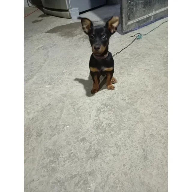 Pinscher Macho Patas Cortas. 4meses Vacunado Y Desparasitado