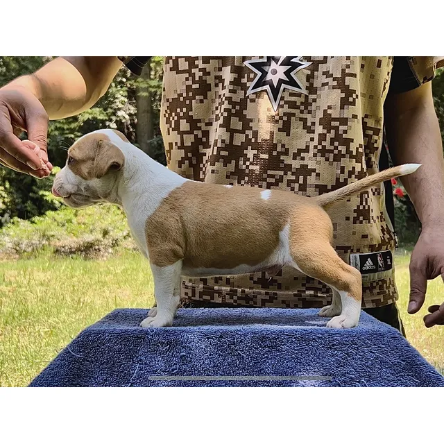 Cachorro American Staffordshire Terrier