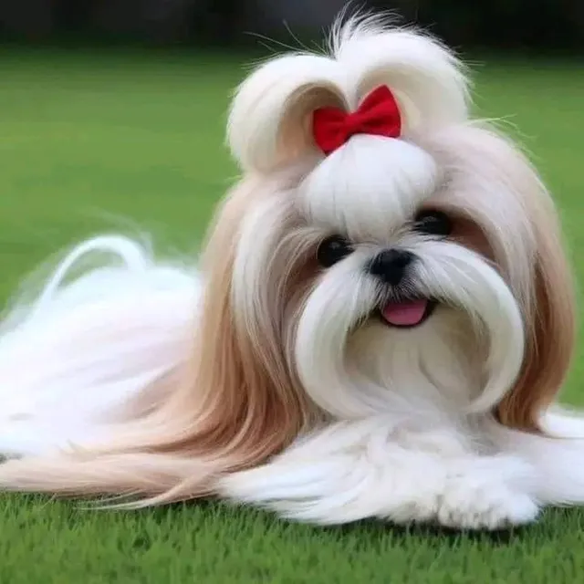 Shitzu Belleza De Cachorros Puros Shih Tzu Shihtzu