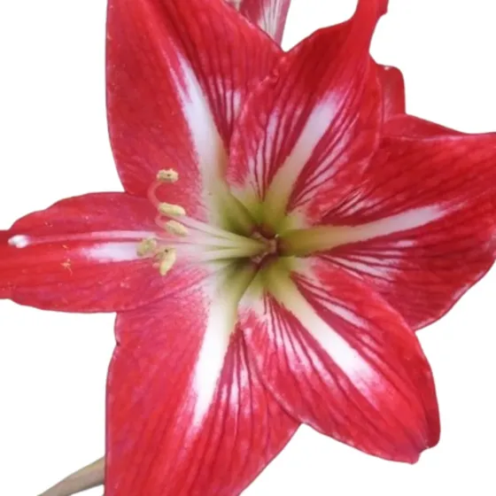 Planta De Amarillis -bulbos