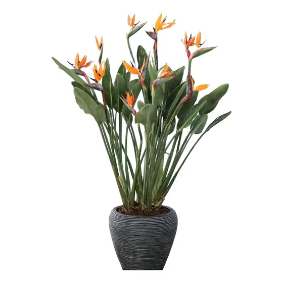 Strelitzia Reginae , Flor Del Pájaro O Ave Del Paraíso
