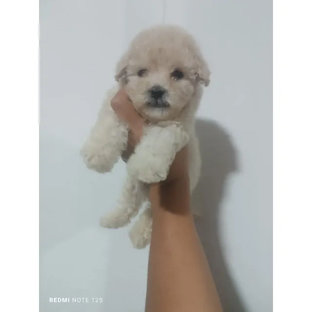 Poodle Minitoys  Buen Linaje Y Buena Genetica Desparasitados