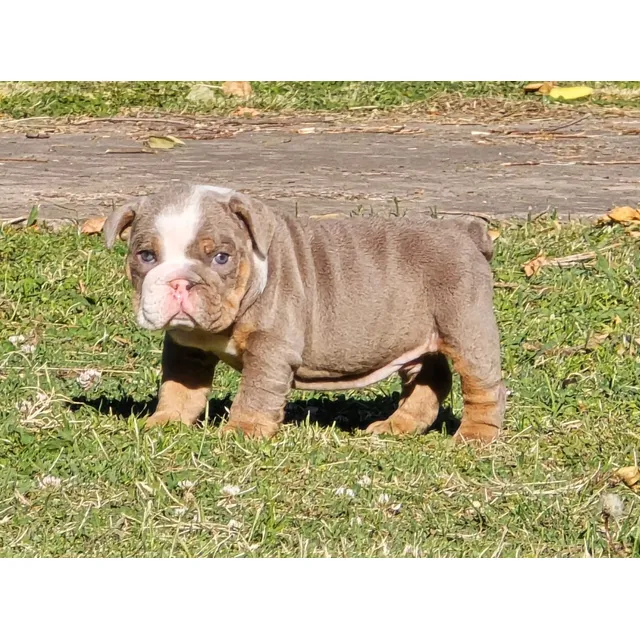 Bulldog Inglés