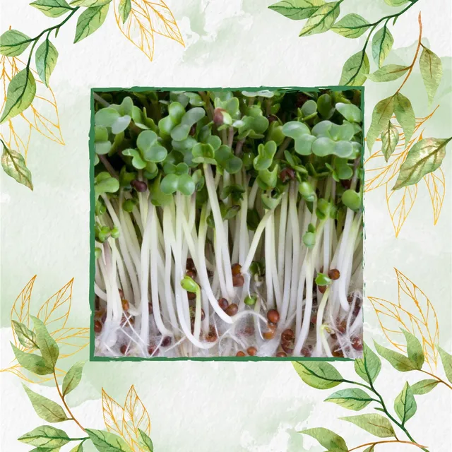 Semillas De Brócoli Italiano Para Germinados X 1 Libra