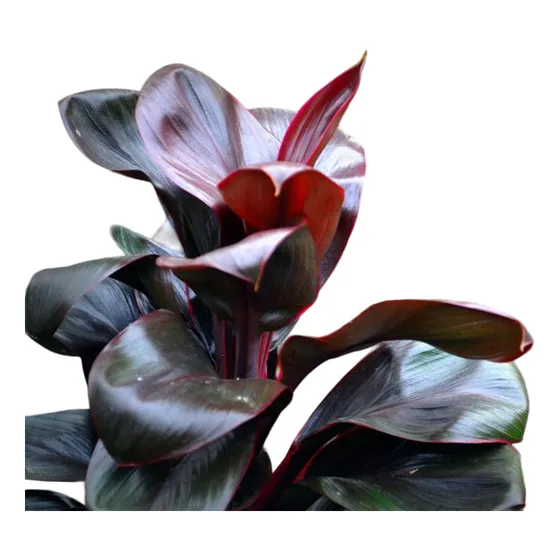 Muda De Dracena Baby Rubra