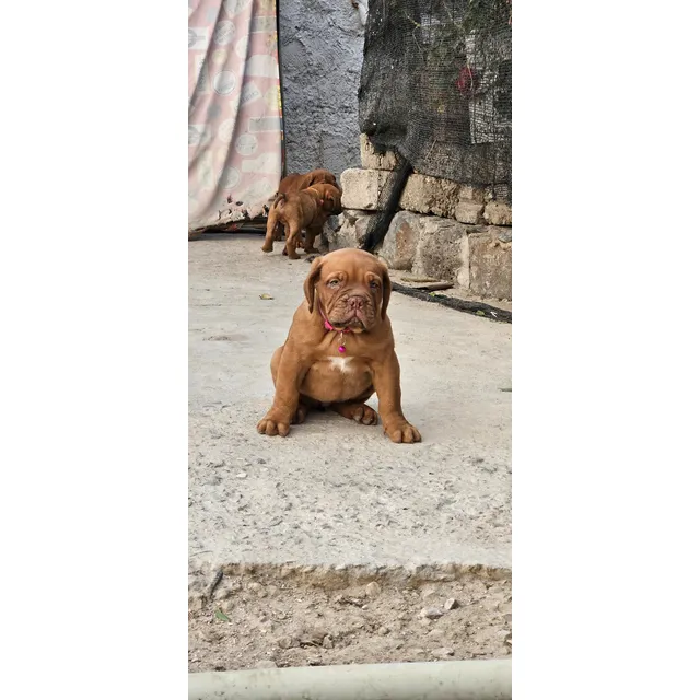 Cachorro Dogo De Burdeos