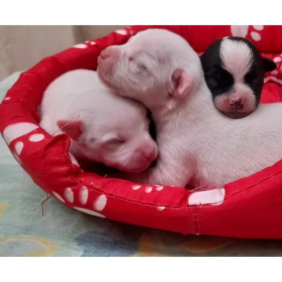 Chihuahuas Cartago