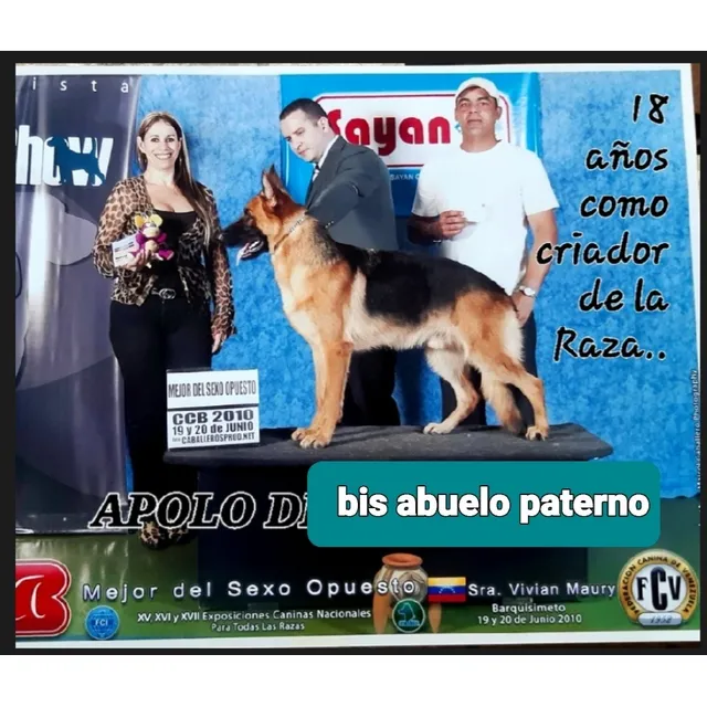 Cachorros Con Pedigre Excelwnte Línea De Sangre