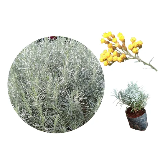 Planta Curry (ou Osmarim) - Helichrysum Italicum - Uma Muda