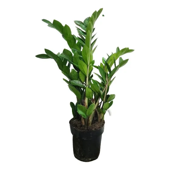 Zamioculca Planta Interior
