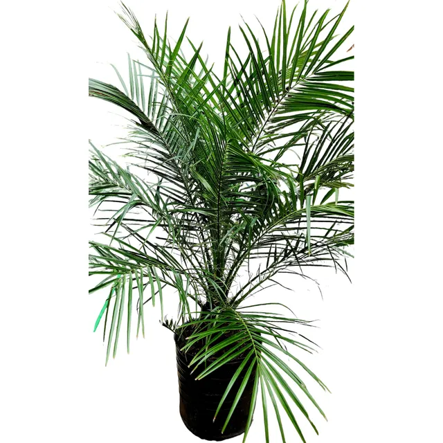 Palmera Fenix.