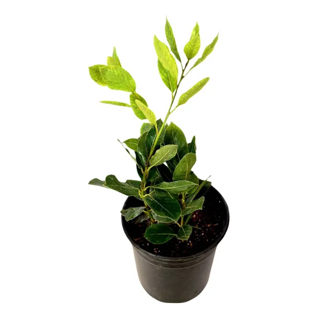 Planta Planta De Laurel Para Cocinar