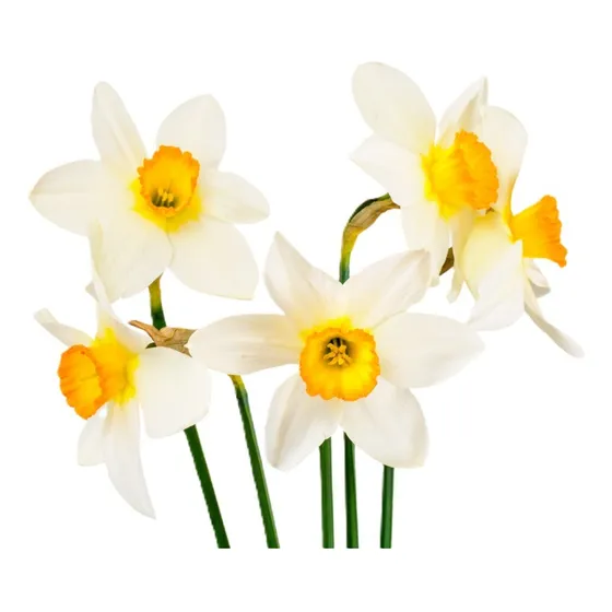 Bulbos  Nardos Narcisos O Narcissus Planta Muy Perfumada