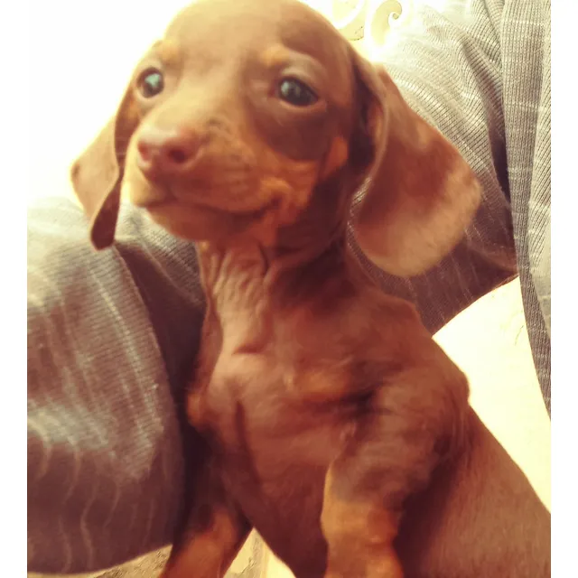 Hermosa Cachorra Teckel Salchicha Color Chocolate