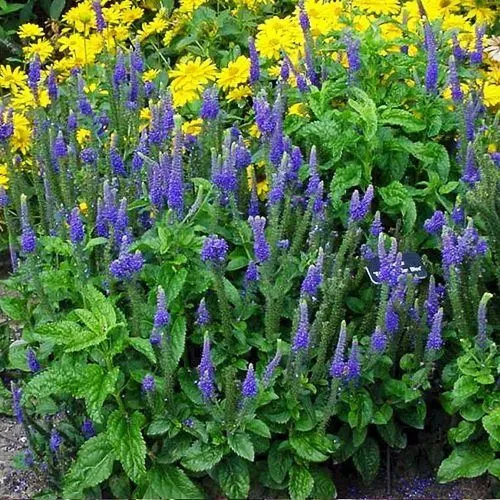150 Semillas De Lavanda Mexicana Hisopo Gigante, Perenne