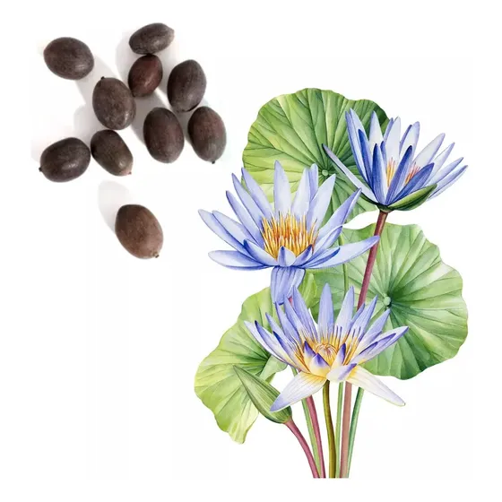 Semillas Flor De Loto Púrpura Alta Germinación 10 Uds.