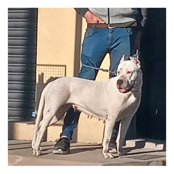 Cachorros Dogo Argentino