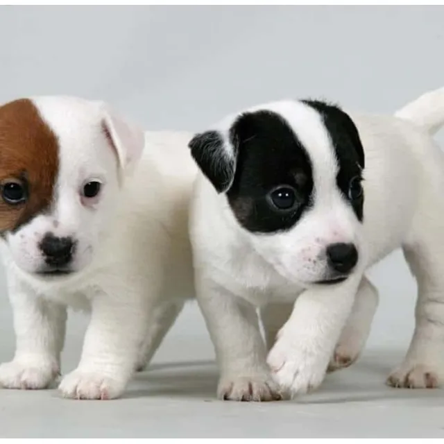 Cachorros Jack Russell Puros Excelente Calidad!!!
