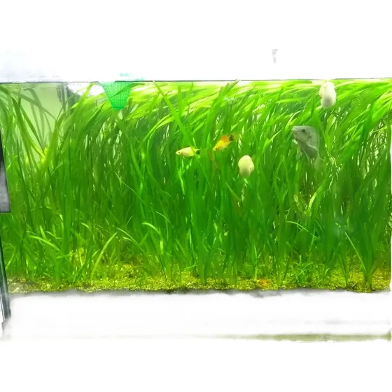 Decoración Acuarios Planta Vallisneria, Lenteja Y Sagitaria