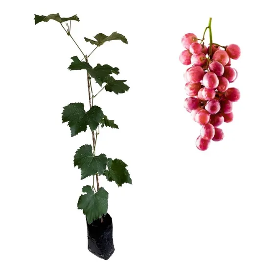 Linda Muda De Uva Rosada - Produção Rápida