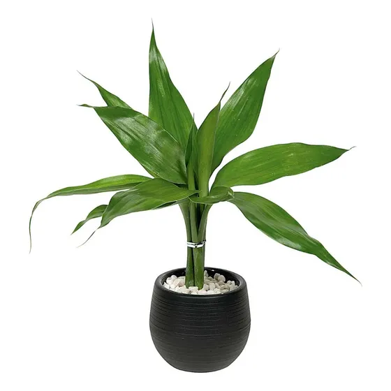 Planta Bambu Da Sorte Natural Com Vaso Baby Ball Incluso