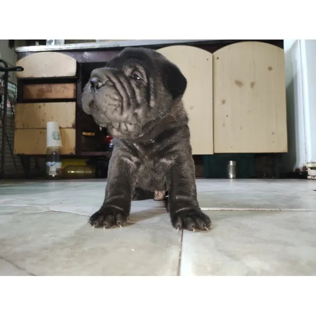 Cachorros Sharpei 
