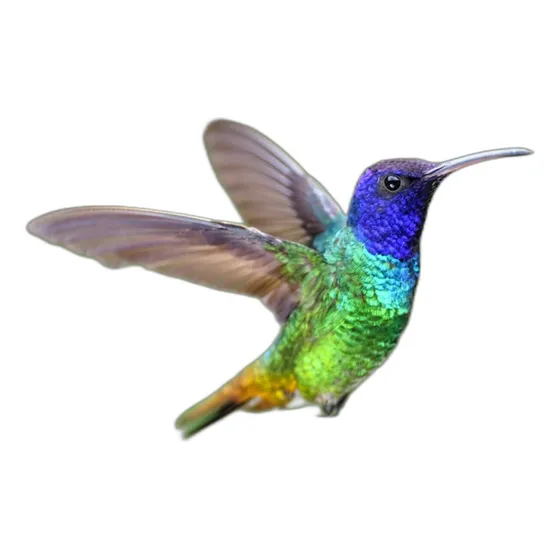 Combo De Plantas Nativas Para Atraer Colibríes Picaflores