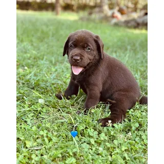 Perros reborn en venta discount