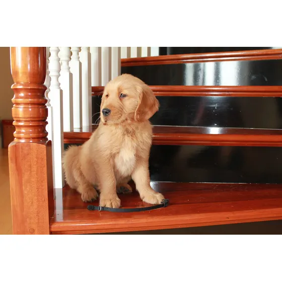 Cachorros Golden 100% Pureza Real - La Mejor Reputacion