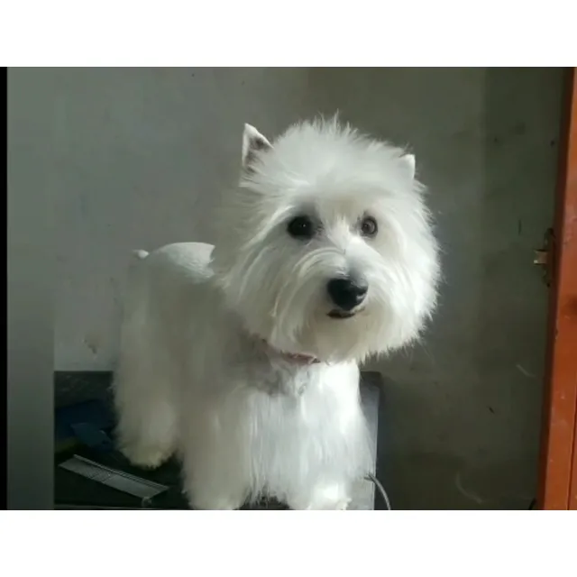 Westy Terrier  Adulto Para Servicio De Monta