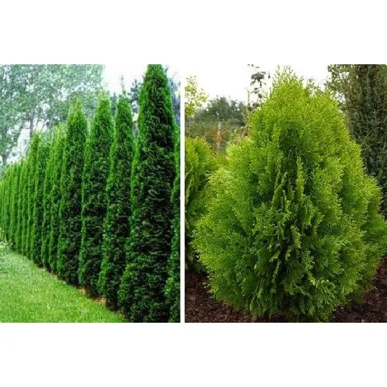 30 Sementes Tuia Vasos Thuja Occidentalis Pinheiro P/ Mudas