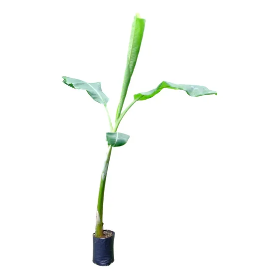 Plantas De Banano Plátano Bananero  Consulte  Envío