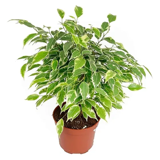 Ficus Benjamina Arbusto Interior