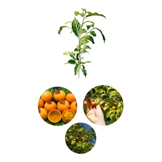 Kit - 2 Mudas De Gabiroba -  Frutifera Nativa Brasileira