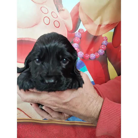 Filhote De Cocker Spaniel Inglês