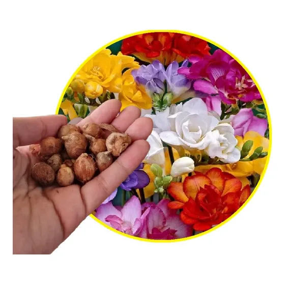 Bolsita Bulbos Fresias Jumbo Dobles X 30 Bulbos-semillas