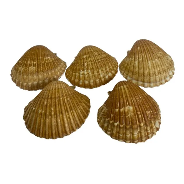 Concha Shell, Casquinha De Siri, Vieira Natural, 5un Grande