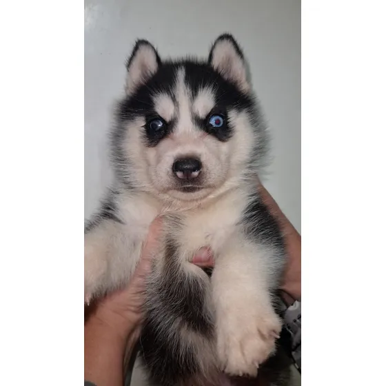 Cachorros Siberian Husky, Siberianos